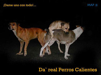 perros.jpg